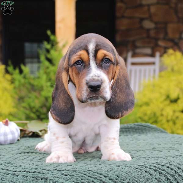 Pepper, Basset Hound Puppy